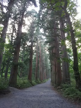 戸隠神社　杉